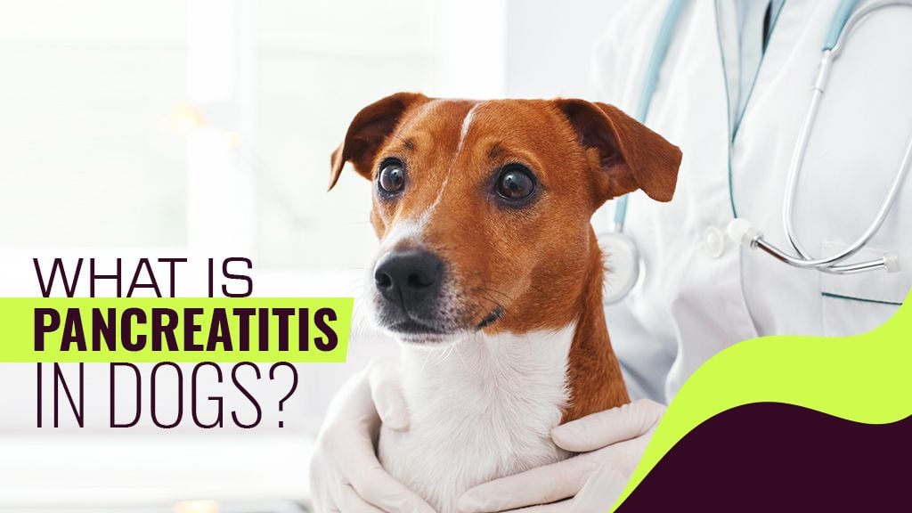 Understanding Pancreatitis in Dogs Understanding Pancreatitis in Dogs